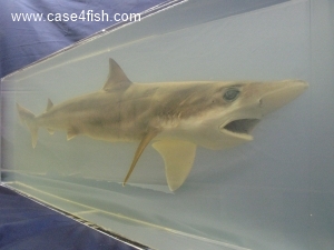 Foto Galerie/Carcharhiniformes/Galeorhinus galeus/Galeorhinus galeus_07_S.jpg
